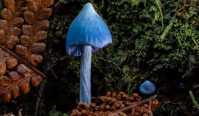 Yeni Zelanda'nın büyülü mantarları