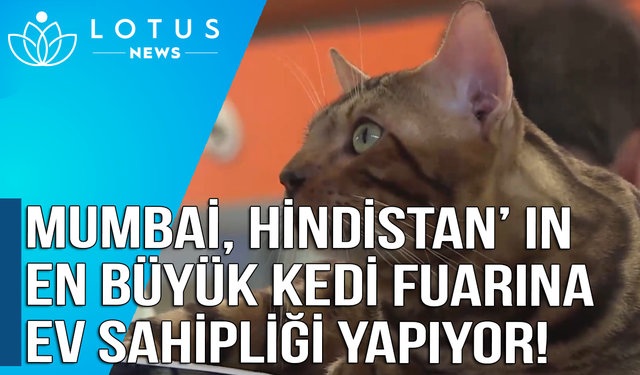 Video: Mumbai Hindistan'ın en büyük kedi fuarına ev sahipliği yapıyor