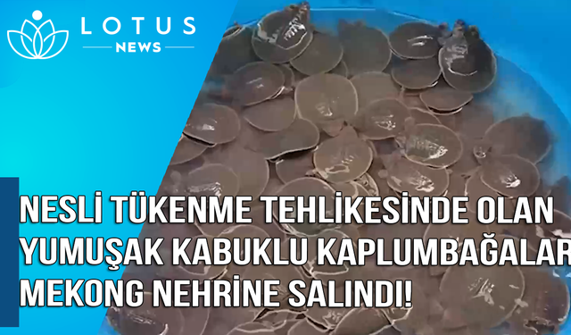 Video: Nesli tehlike altındaki 580 dev yumuşak kabuklu kaplumbağa Mekong Nehri'ne salındı