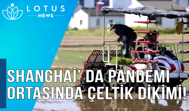 Video: Shanghai'da pandeminin ortasında çeltik dikimi yapılıyor