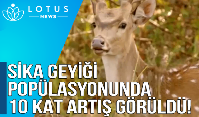 Video: Çin'in doğusundaki doğa koruma alanında nesli tükenmekte olan sika geyiği popülasyonunda on kat artış görüldü