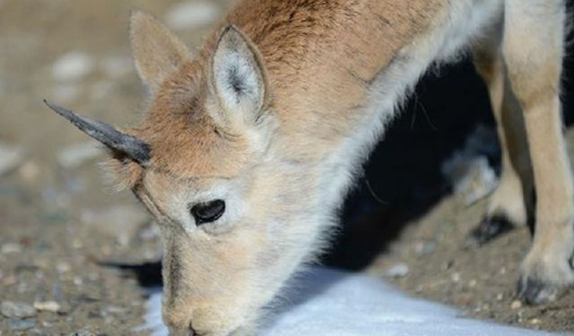 Çin, Qinghai-Tibet Platosu'nda yeni ulusal parklar kuracak