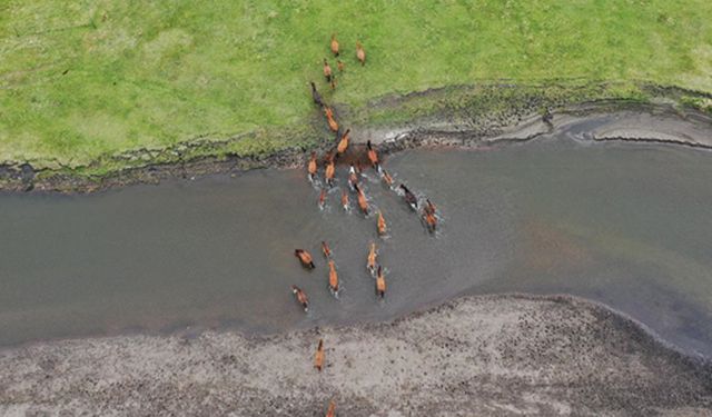 Çin'in İç Moğolistan Özerk Bölgesi'ndeki Mergel Gol Nehri'ni geçen atlar