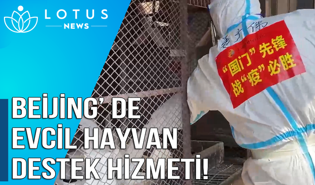 Video: Evcil hayvan destek hizmeti, Beijing'de karantinada bulunan hayvan sahiplerini rahatlatıyor