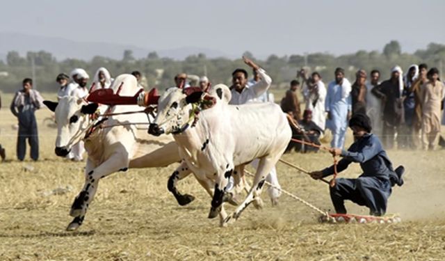 Pakistan'da boğa yarışları