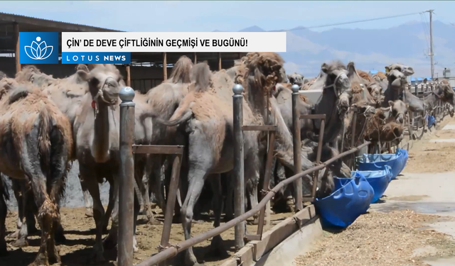 Video: Çin'in Qaidam Havzası'ndaki deve çiftliğinin geçmişi ve bugünü