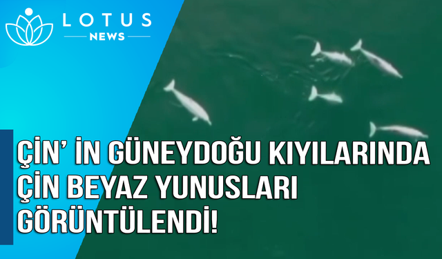 Video: Çin'in güneydoğu kıyılarında ender bir tür olan Çin beyaz yunusları görüldü