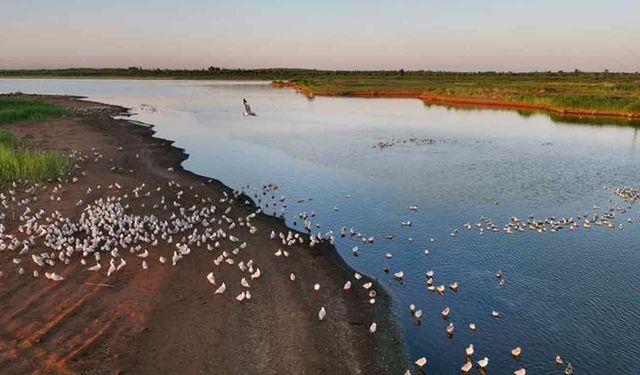 Çin'in Hongjiannao Ulusal Doğa Koruma Alanı'nda bir kuş adası