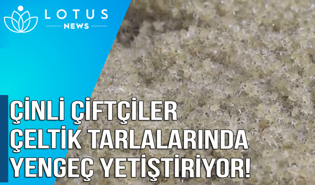 Video: Çin'de çiftçiler çeltik tarlalarında yengeç yetiştiriyor