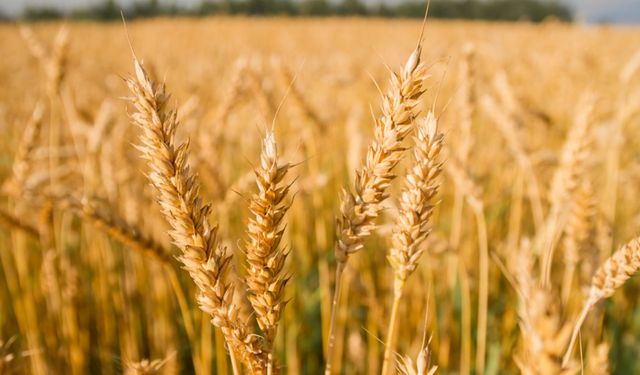 İBB Halk Ekmek, İstanbullu çiftçilerden buğday alımı yapacak