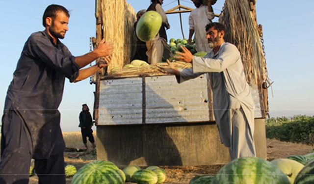 Afganistan'ın Kunduz vilayetinde karpuz hasadı