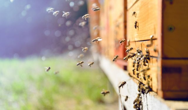 Mahkeme arıları ‘Balık’ olarak sınıflandırdı: Peki neden?