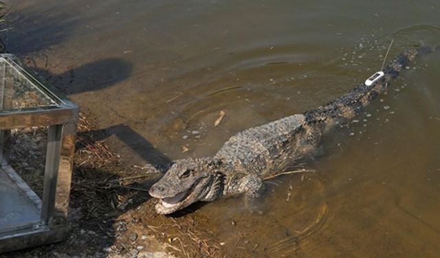 Uganda'da insanlara saldıran dev timsah yakalandı