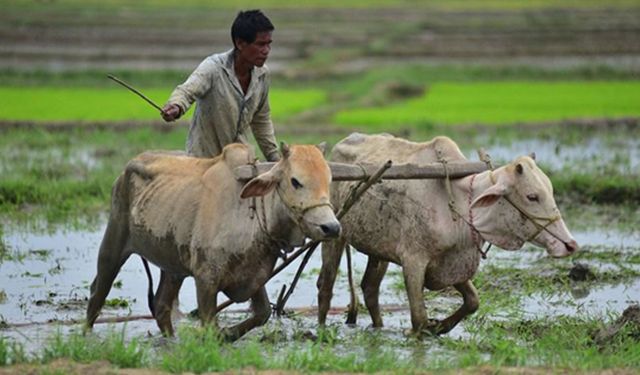 Hindistan'ın Assam eyaletinde çeltik tarımı