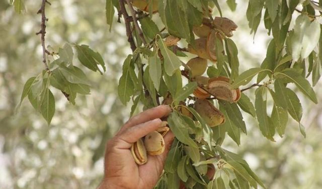 Afgan çiftçilerin badem ve incir hasadı