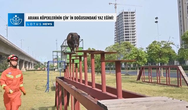 Video: Arama köpeklerinin Çin'in doğusundaki yaz eğimi