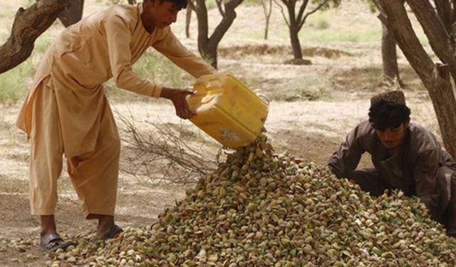 Afganistan'da badem hasadı zamanı