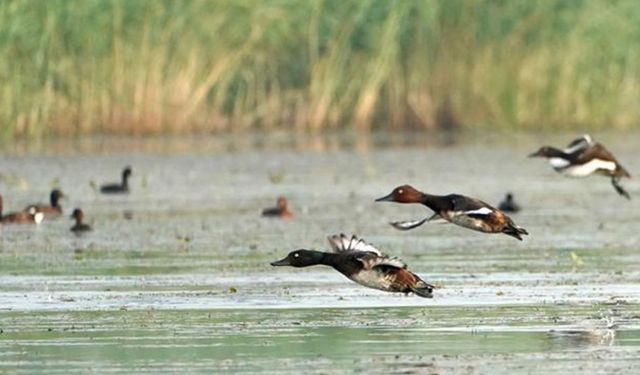 Baiyangdian Gölü'nde çevre koruma çalışmaları