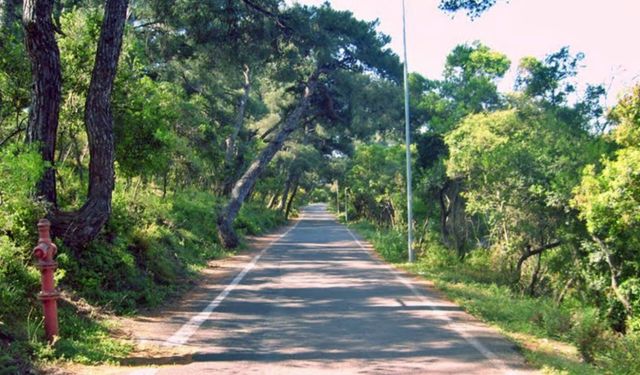 Yarından itibaren İstanbul’da ormanlara girişler yasaklanıyor