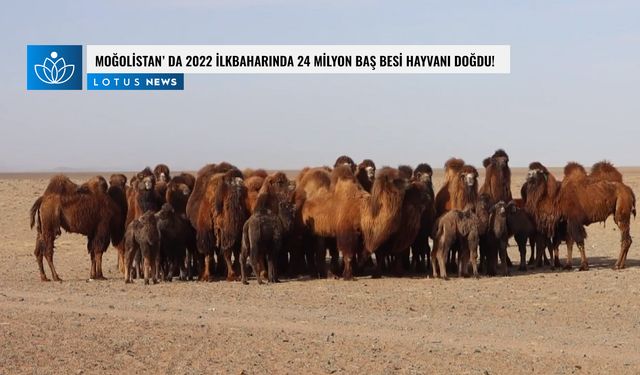 Video: Moğolistan'da 2022 ilkbaharında 24 milyon baş besi hayvanı doğdu