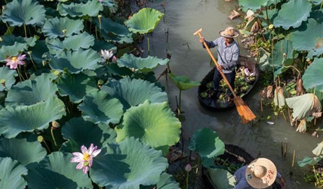 Huzhou'da nilüfer çiçeğinin hasat zamanı