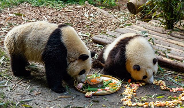 Chengdu'daki ikiz dev panda kardeşler doğum günlerini kutladı