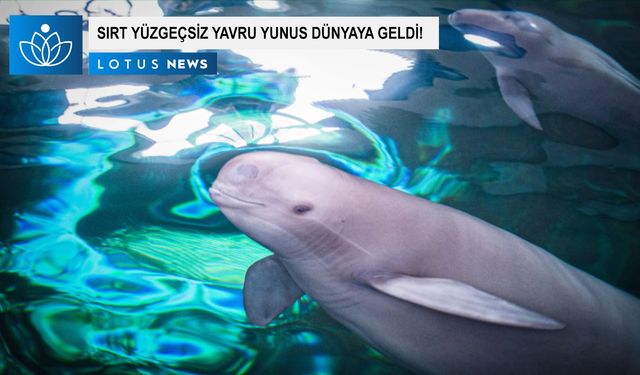 Video: Yangtze sırt yüzgeçsiz yunusu Fujiu 'F9C22' kod adı verilen bir yavru dünyaya getirdi