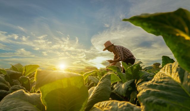 Tarımsal destek ödemeleri bugün başlıyor