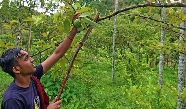 Bangladeş'te guava hasadının keyfi sürüyor