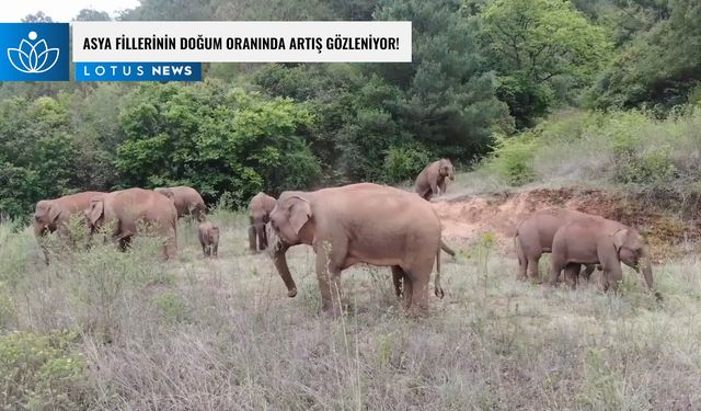 Video: Çin'deki gelişmiş koruma çabaları sonucu Asya fillerinin doğum oranında artış gözleniyor