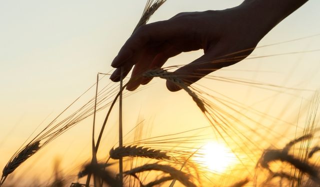 Buğday, 6 ayın dip seviyesinden toparlandı