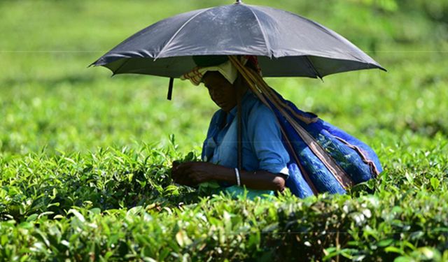 Hindistan'da çay hasadı