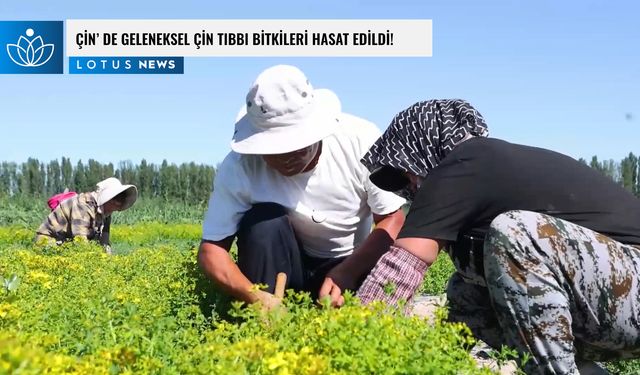 Video: Çin'in kuzeybatısında geleneksel Çin tıbbı bitkileri hasat ediliyor