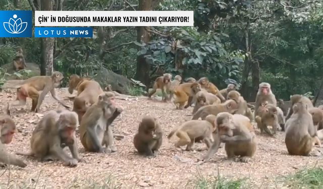 Video: Çin'in doğusundaki doğa koruma alanında makaklar yazın tadını çıkarıyor