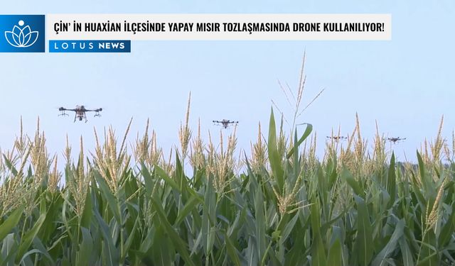 Çin'in Huaxian ilçesinde yapay mısır tozlaşmasında drone kullanılıyor