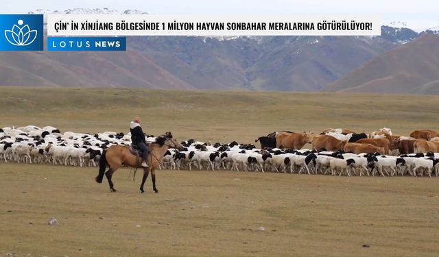 Video: Çin'in Xinjiang bölgesinde 1 milyon hayvan sonbahar meralarına götürülüyor