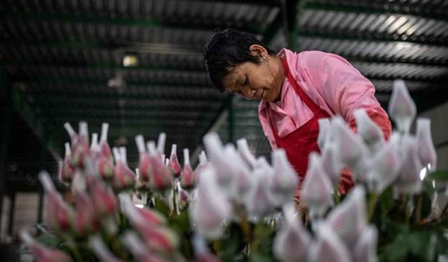 Çin'in Yunnan eyaletinden Tayland'a çiçek ihracatı kolaylaştırıldı