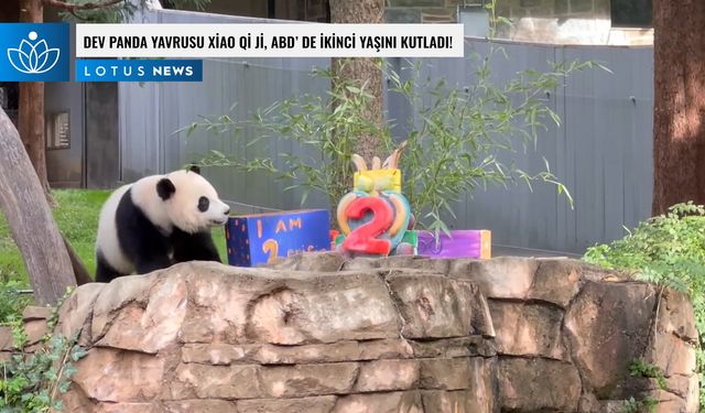 Video: Dev panda yavrusu Xiao Qi Ji, ABD'de ikinci yaşını kutladı