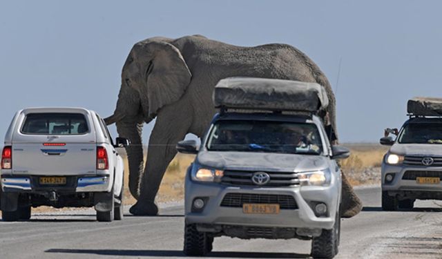 Namibya Etosha Ulusal Parkı