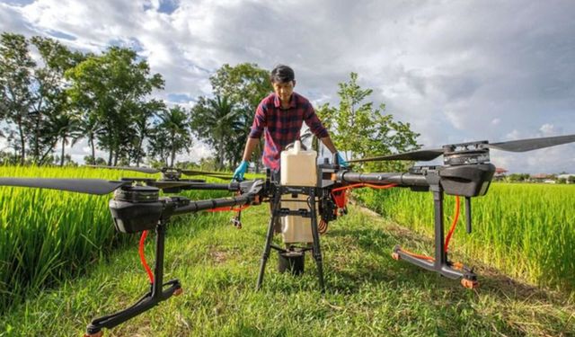 Çin yapımı tarım drone'ları Tayland'ın tahıl tarlaları üzerinde uçuyor