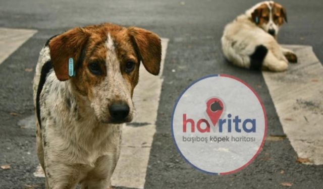 Havrita uygulaması nedir? Havrita sokak köpeklerini öldürüyor mu?