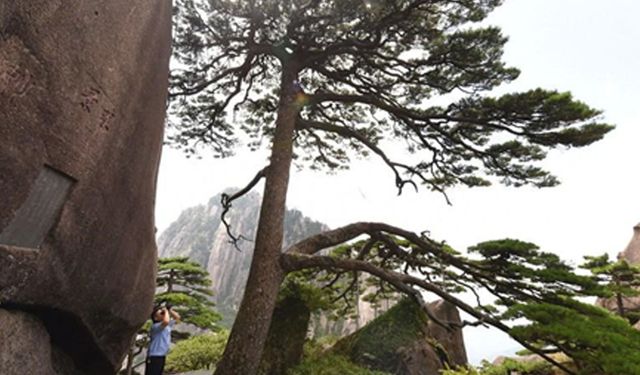 Çin'in Huangshan Dağı'ndaki ikonik çam ağacının bakımını 12 yıldır yapan adam