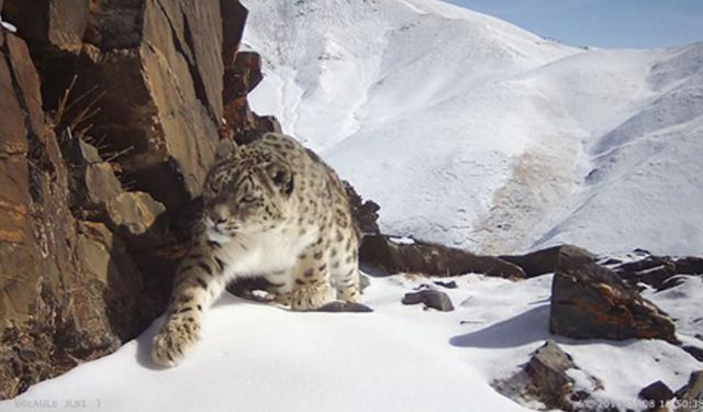 Çin'in Qinghai eyaletindeki kar leoparı popülasyonunun 1.200'e çıktığı tahmin ediliyor