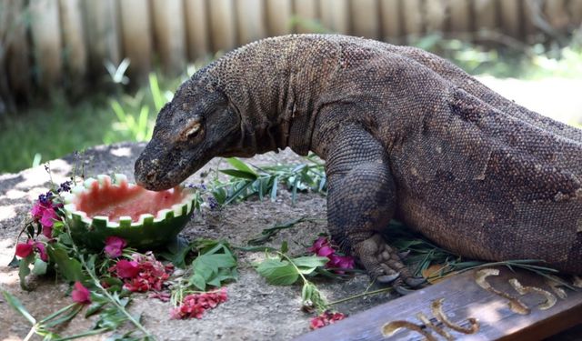 İsrail'deki Komodo ejderinin 12. yaş günü kutlandı