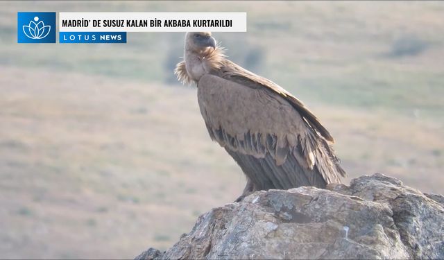 Video: Madrid'de susuz kalan bir akbaba kurtarıldı