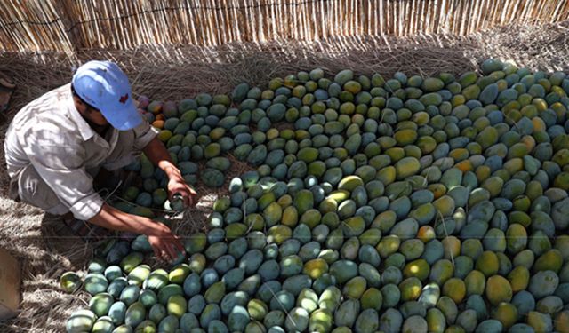 Çin ana kara sözcüsü: Taiwan'dan mango girişinin askıya alınması bilimsel ve makul bir önlemdir