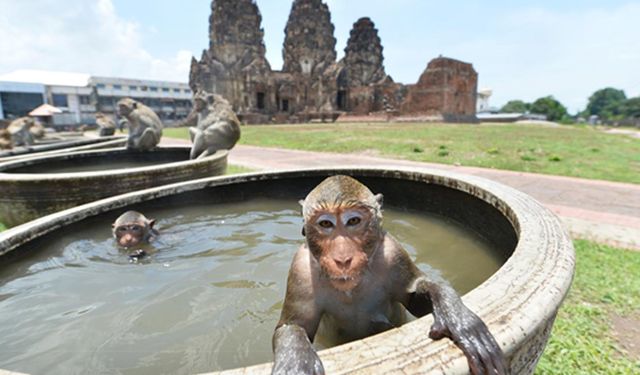 Tayland'ın Lopburi eyaletindeki maymunlar her yıl birçok turisti bölgeye çekiyor