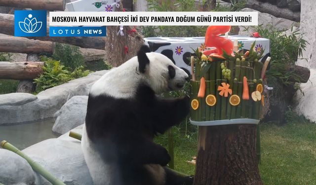 Video: Moskova Hayvanat Bahçesi iki dev panda için doğum günü partisi verdi