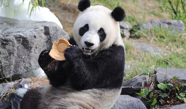 Dev panda ikizleri Belçika'daki Pairi Daiza Hayvanat Bahçesi'nde doğum gününü kutladı