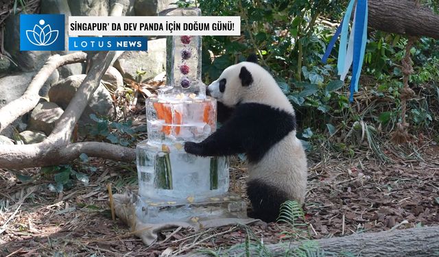 Video: Singapur'da doğan dev panda Le Le bir yaşına girdi